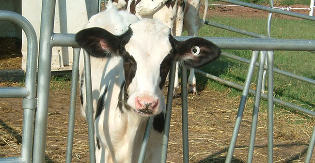 Dairy W-S Feed Ontario